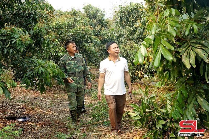 Thành viên HTX Dịch vụ nông nghiệp Hoa Mười áp dụng kỹ thuật rải vụ cho cây nhãn.