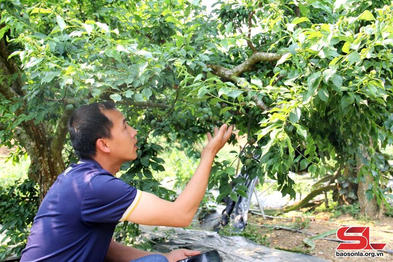 Nông dân xã Phiêng Khoài, huyện Yên Châu kiểm tra sự phát triển của mận trái vụ.