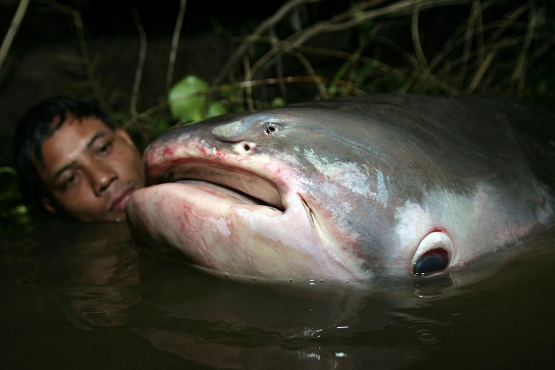 Khoảng 19% trong số các loài cá ở sông Mê Kông đang có nguy cơ tuyệt chủng.