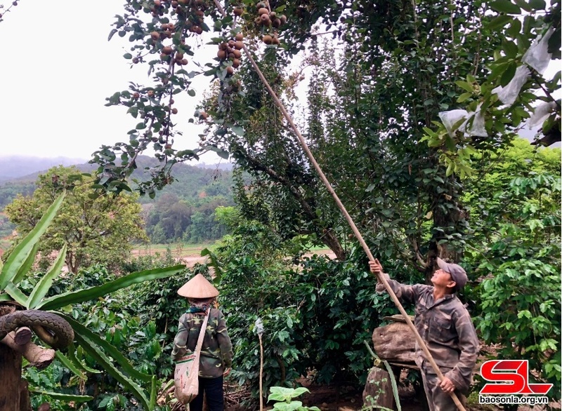   Nông dân bản Nà Cà thu hái quả mắc coọc.