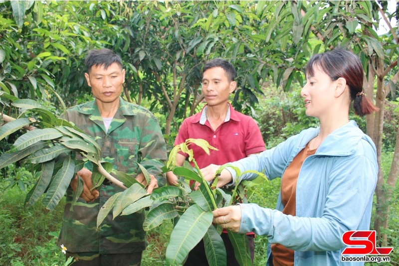 Thành viên HTX Nông nghiệp Mường Bú, huyện Mường La, trao đổi kỹ thuật chăm sóc cây trồng sau thu hoạch.