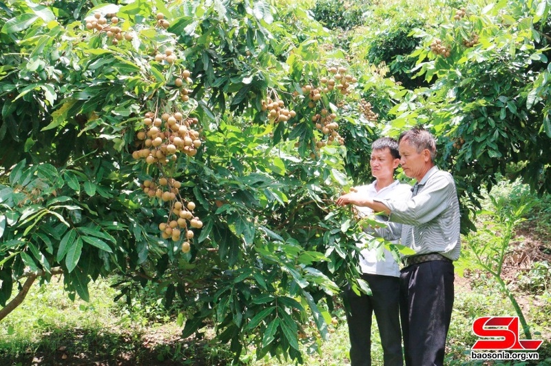 Mô hình trồng nhãn của hội viên Chi hội nông dân bản Mường Nưa, xã Mường Lầm, huyện Sông Mã.