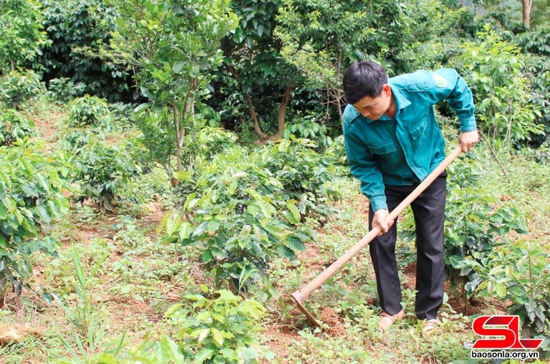 Nông dân xã Chiềng La chăm sóc diện tích cây cà phê.