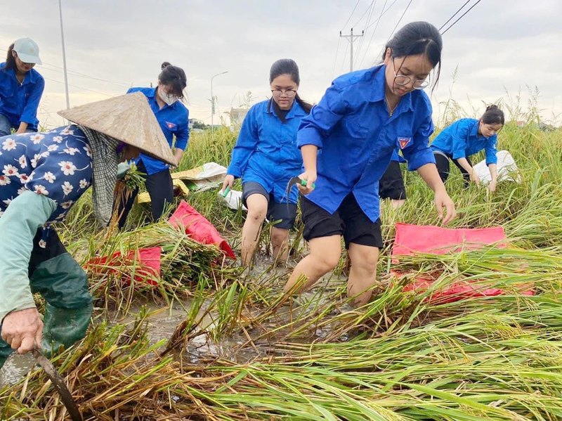  Sinh viên tình nguyện hỗ trợ người dân phường Trung Hưng (thị xã Sơn Tây, TP Hà Nội) gặt lúa chạy lũ sau bão số 3