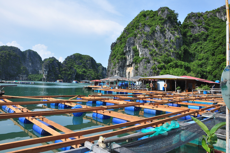  Tỉnh Quảng Ninh đề xuất khu nuôi trồng thủy sản 260ha ngoài vùng lõi vịnh Hạ Long. (Ảnh minh họa)