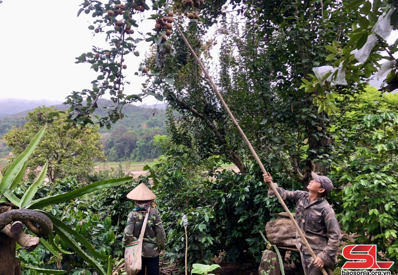 Nông dân bản Nà Cà thu hái quả mắc coọc.