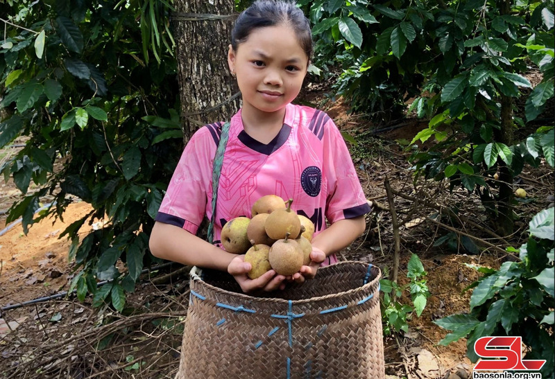 Trẻ em xã Mường Chanh thích thú giúp bố mẹ thu hái quả mắc coọc.