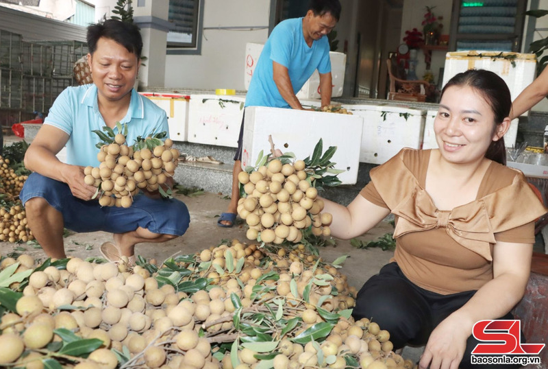 Nhân dân xã Chiềng Khương thu hoạch nhãn chín sớm.