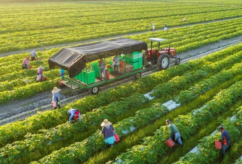 Phát triển nông nghiệp theo hướng xanh, tuần hoàn
