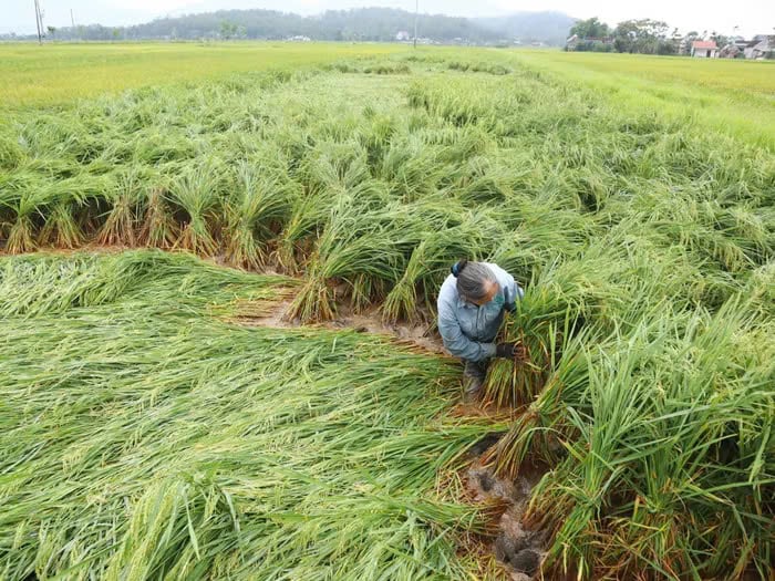 Nông dân đang khắc phục lúa xuân bị đổ ngã.