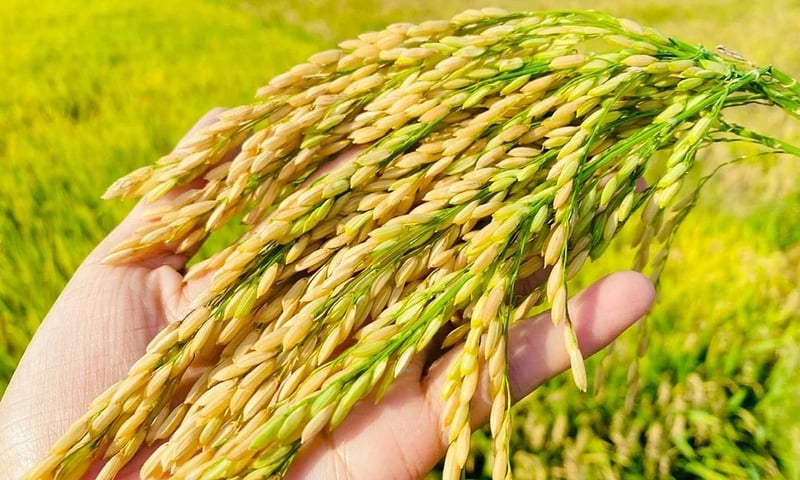 Thị trường nội địa duy trì ổn định