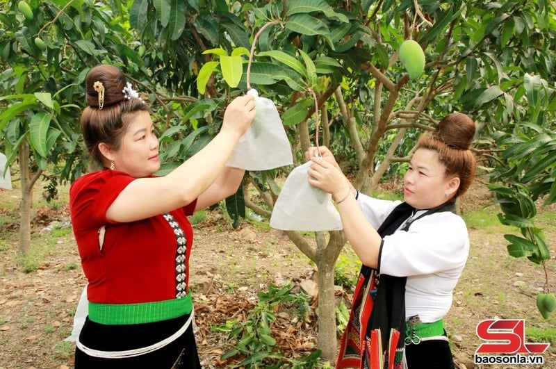 Nông dân xã Mường Bú bao quả cho xoài.