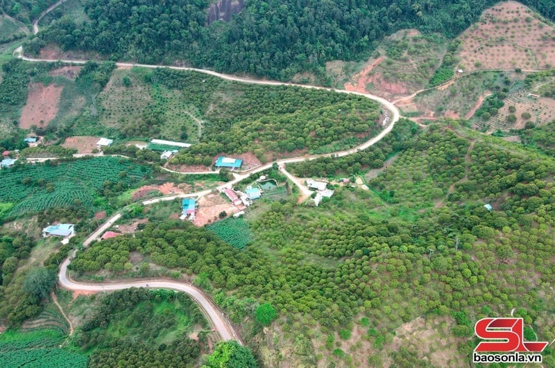 Vùng trồng cây ăn quả xã Chiềng Xuân, huyện Vân Hồ.
