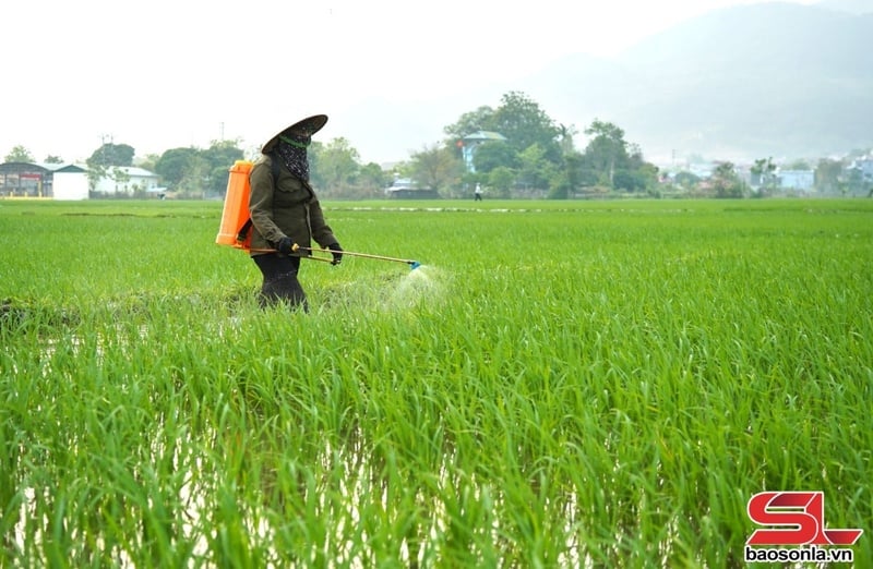 Nông dân tiểu khu Chiềng Thượng, thị trấn Quang Huy, huyện Phù Yên, sử dụng chế phẩm sinh học phòng, trừ sâu bệnh cho lúa.