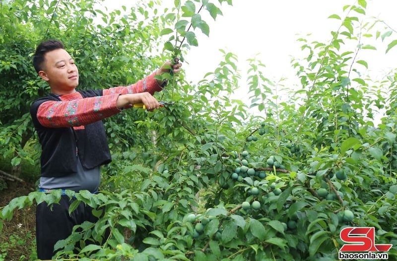 Nông dân xã Vân Hồ tỉa cành mận hậu.