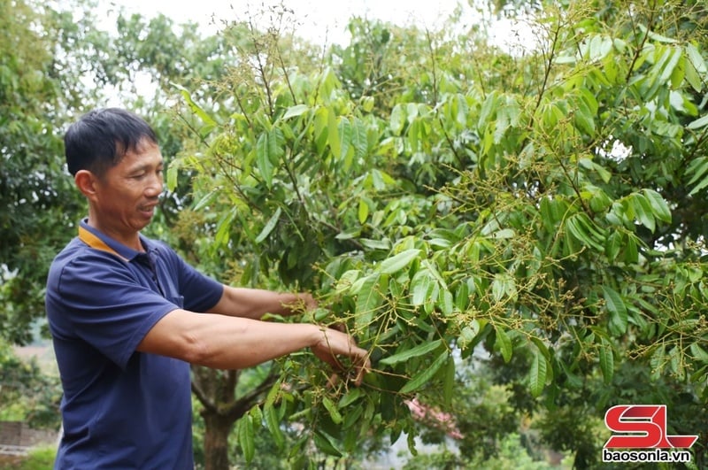 Nông dân xã Chiềng Xuân, huyện Vân Hồ, chăm sóc nhãn.