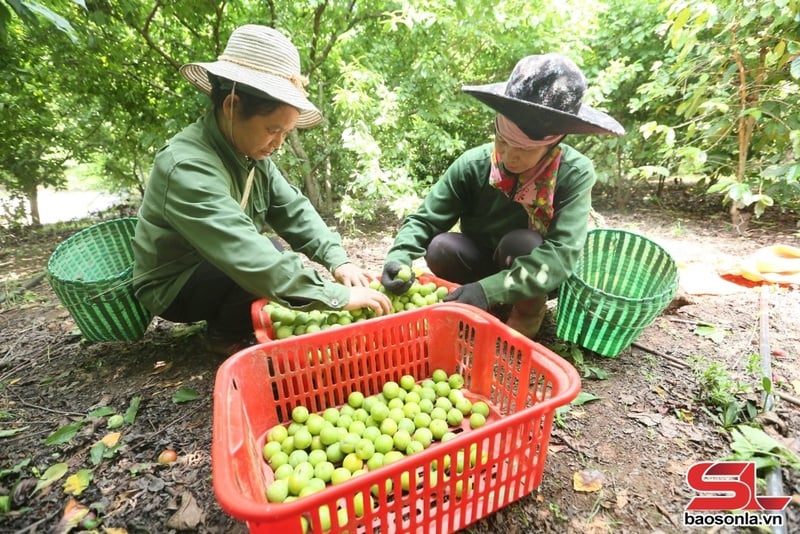 Bà con bản Hùn, xã Chiềng Cọ, Thành phố thu hoạch mận tam hoa.