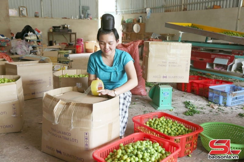 Nhân dân xã Chiềng Đen, Thành phố đóng mận ở các điểm thu mua bán cho các thương lái.