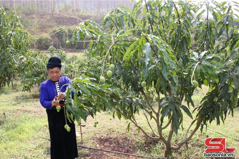 Nông dân xã Sặp Vạt chăm sóc xoài tròn.