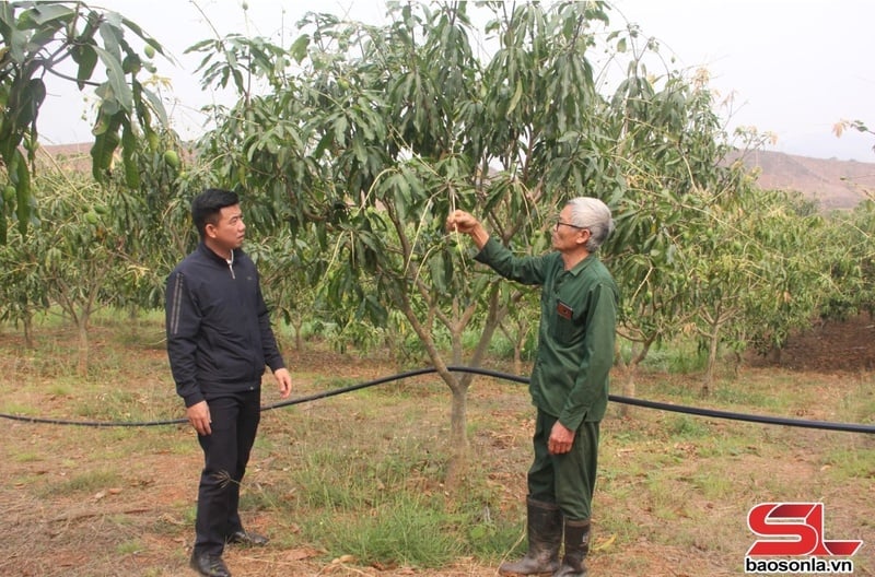 Cán bộ Trung tâm Dịch vụ nông nghiệp huyện Yên Châu kiểm tra tình hình sâu bệnh trên xoài tròn tại xã Chiềng Pằn.