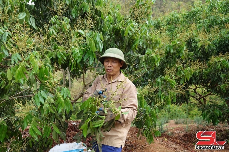 Nông dân xã Mường Bú, huyện Mường La, kiểm tra sâu bệnh trên cây nhãn.