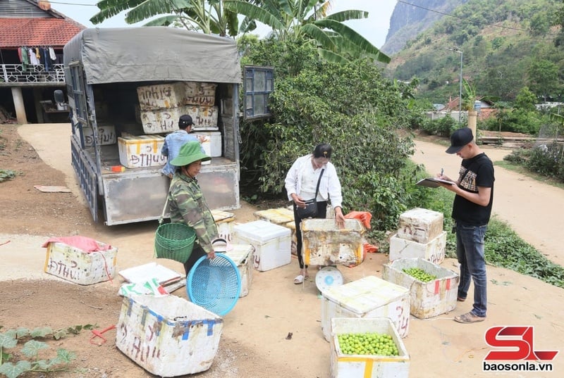 Thương lái ngoại tỉnh đến tận các bản thu mua mận tam hoa.