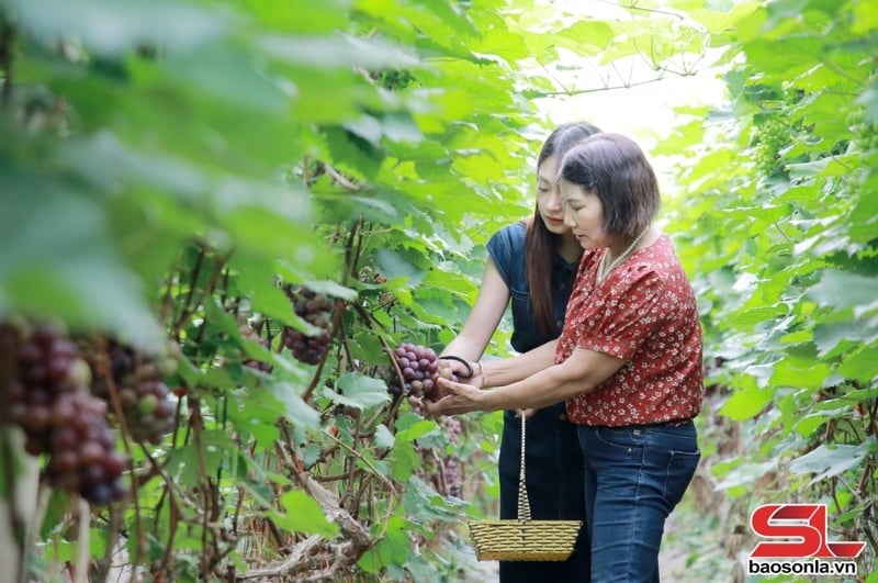 Mô hình trồng nho hạ đen trong nhà lưới của gia đình bà Vũ Thị Huê, tổ dân phố Bãi Sậy.