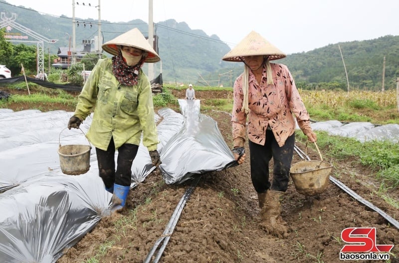 Nông dân phường Mường Sang sử dụng màng phủ trong sản xuất nông nghiệp.