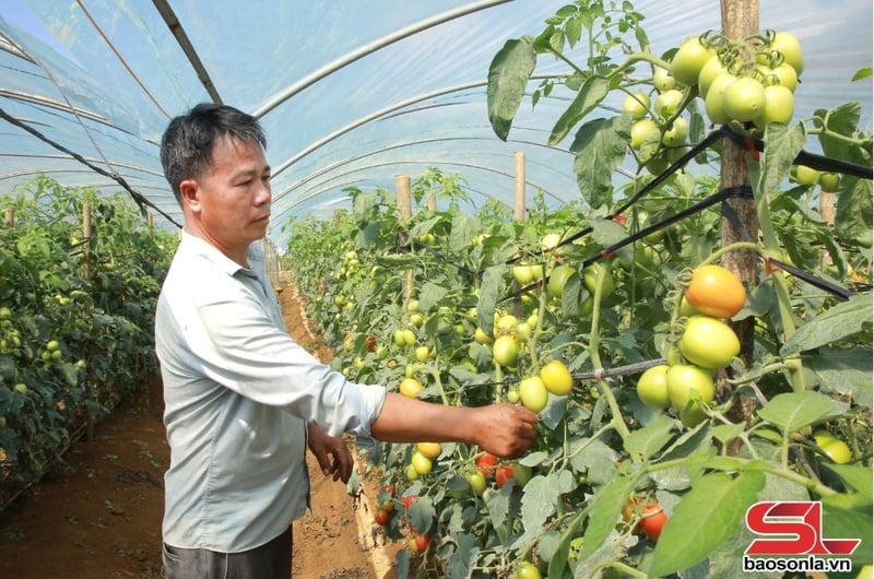 Nông dân phường Đông Sang, thị xã Mộc Châu trồng cà chua trong nhà lưới.