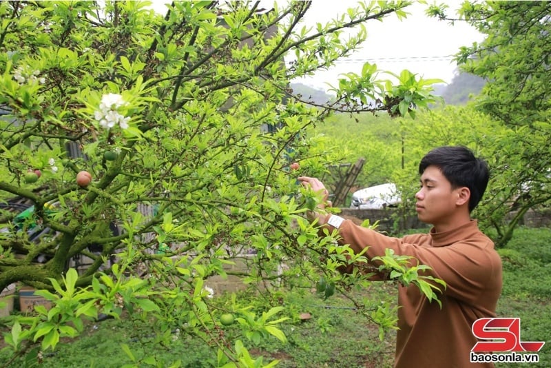 Nông dân phường Cờ Đỏ, thị xã Mộc Châu chăm sóc cây mận ra qua rải vụ.