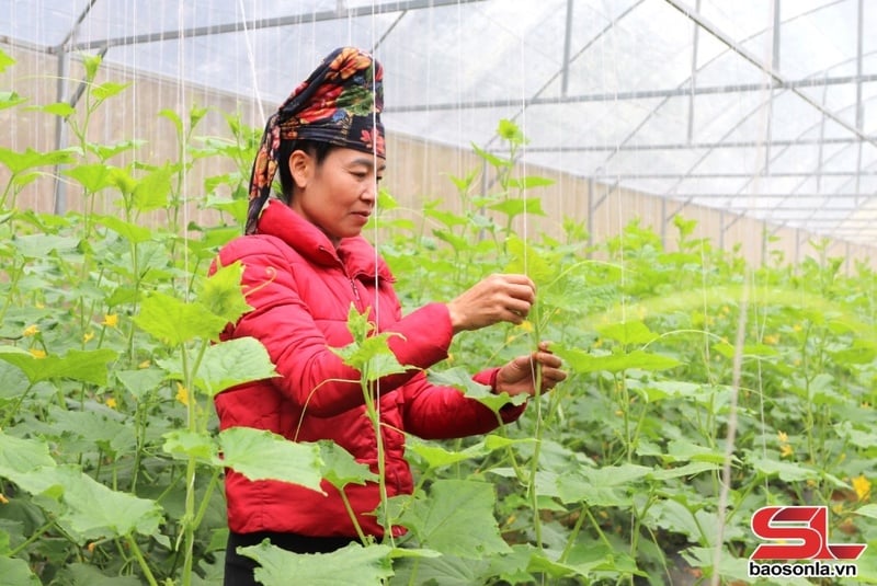 Mô hình trồng dưa trong nhà kính của nông dân xã Chiềng La, huyện Thuận Châu.
