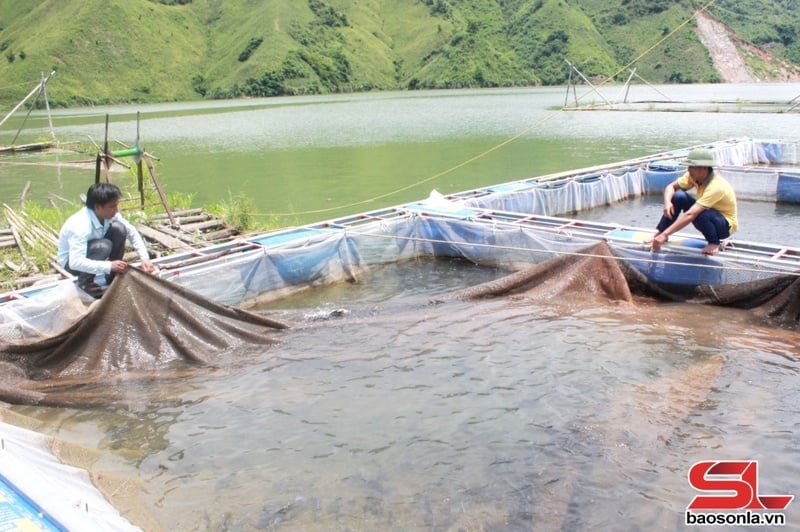 Nông dân xã Liệp Tè, huyện Thuận Châu phát triển nghề nuôi cá lồng.
