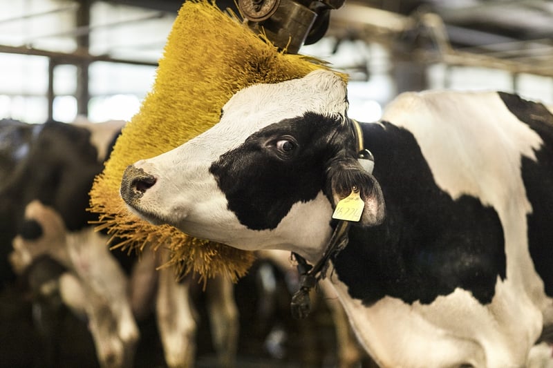 Tại Vinamilk Green Farm, đàn bò được hoàn toàn tự do từ ăn uống, vệ sinh, vui chơi... (Ảnh: An Minh).