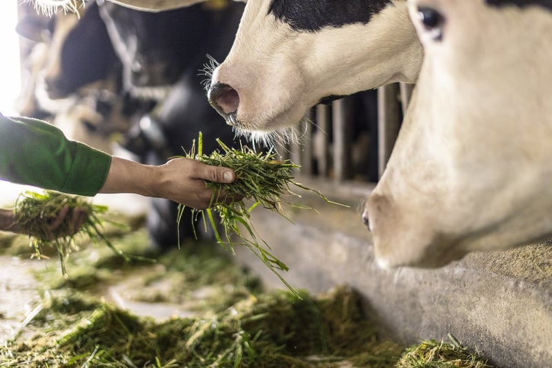 Trang trại Vinamilk green farm dưới lăng kính phát triển bền vững có gì đặc biệt? - Ảnh 7