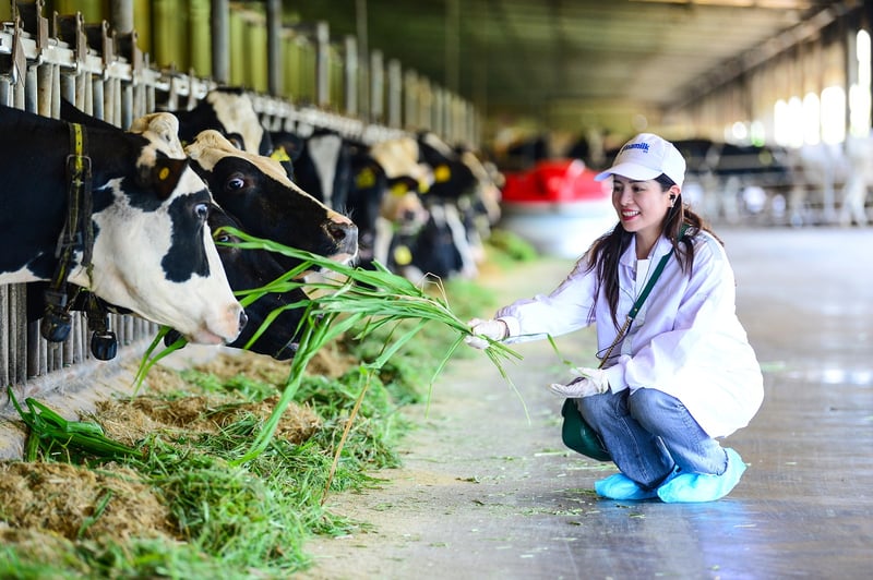 Trang trại Vinamilk green farm dưới lăng kính phát triển bền vững có gì đặc biệt? - Ảnh 10