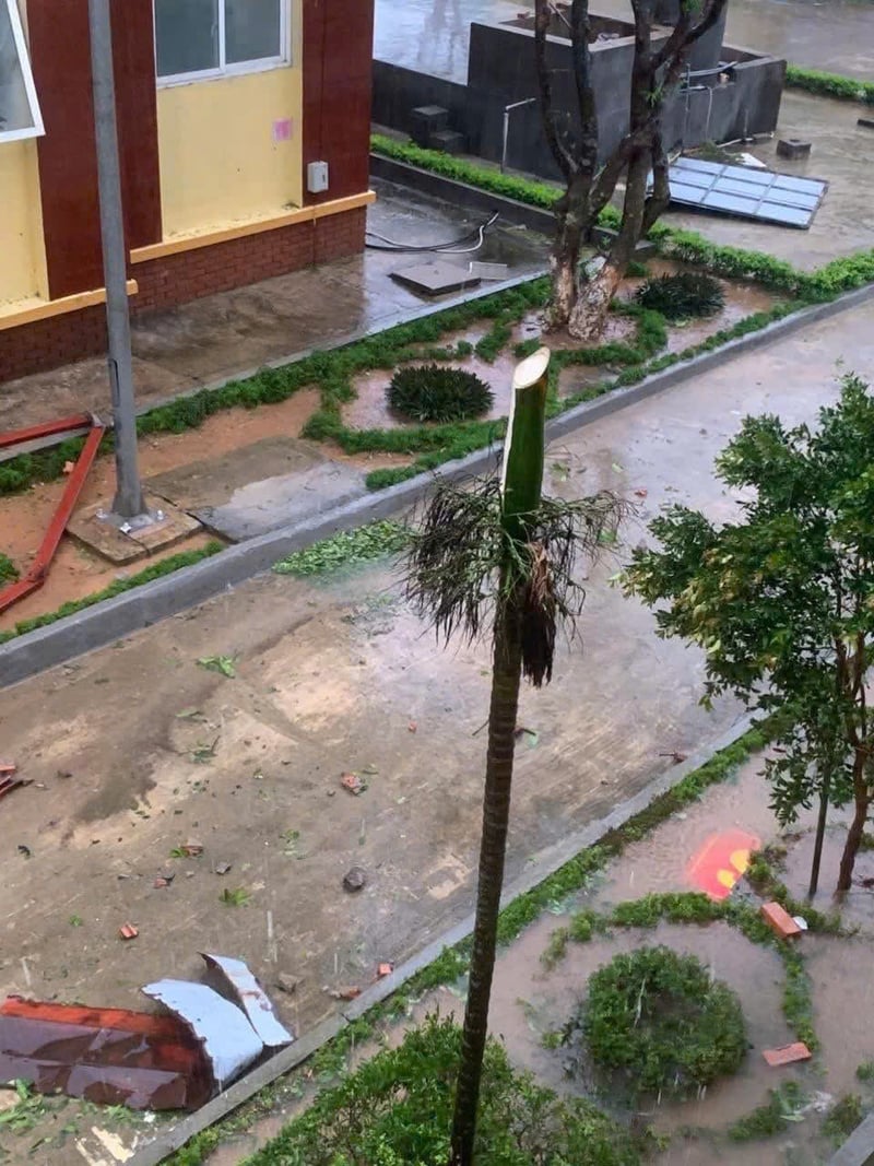 Gió mạnh do bão số 5 thổi mái tôn qua làm đứt ngang ngọn cây cau.