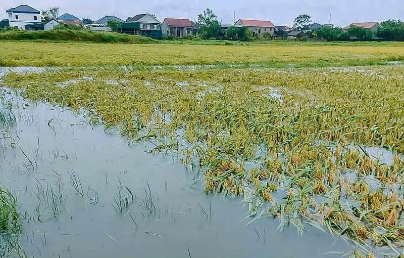 Hàng chục nghìn ha lúa bị ngập.