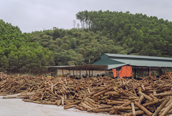Máy sấy gỗ giúp giảm thiểu chi phí và hiệu quả cao