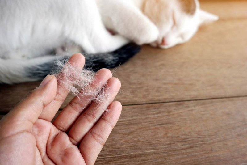 Hít phải lông mèo có sao không? Cách làm sạch lông mèo trong nhà.