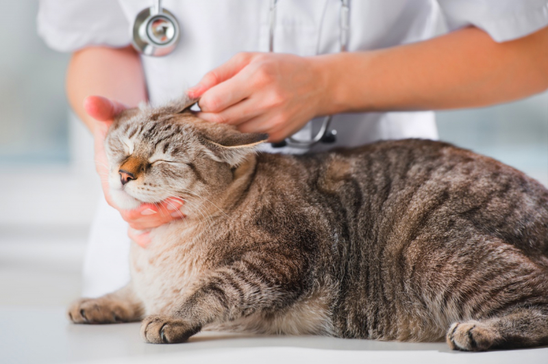 Rận tai mèo: Dấu hiệu mèo bị viêm tai, cách điều trị viêm tai ở mèo.