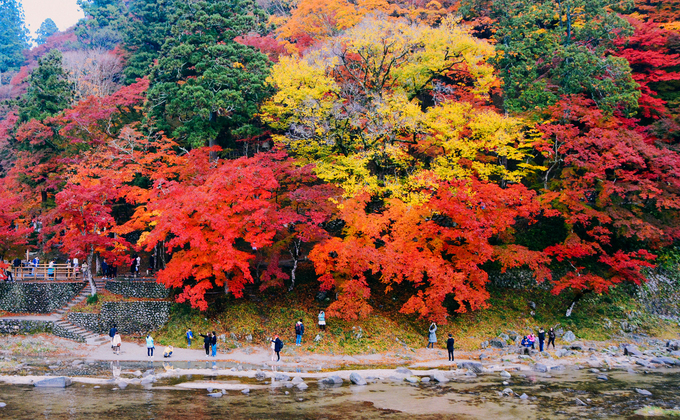 Mùa thu ở điểm ngắm lá vàng đẹp bậc nhất Nhật Bản