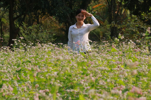 Vườn tam giác mạch “có 1 không 2” hút hồn du khách ở Ninh Bình