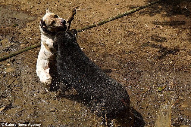 Đột nhập nơi tổ chức chó pitbull tử chiến lợn rừng đẫm máu ở Indonesia