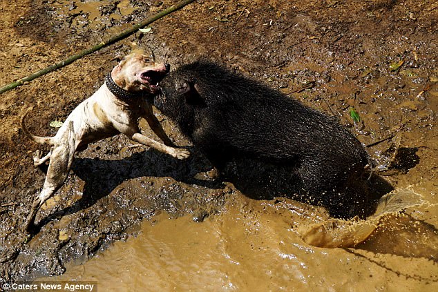 Đột nhập nơi tổ chức chó pitbull tử chiến lợn rừng đẫm máu ở Indonesia