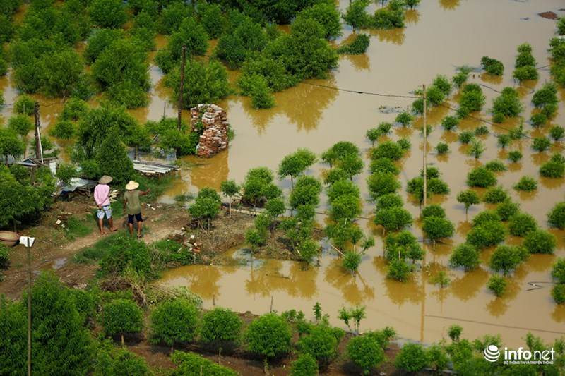 Nước sông Hồng dâng cao nhấn chìm hàng nghìn gốc đào Nhật Tân