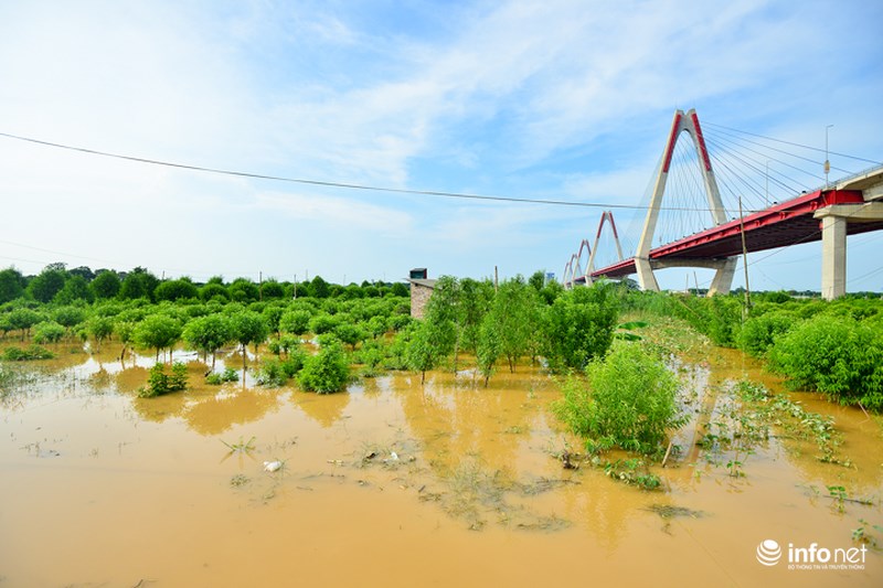 Nước sông Hồng dâng cao nhấn chìm hàng nghìn gốc đào Nhật Tân
