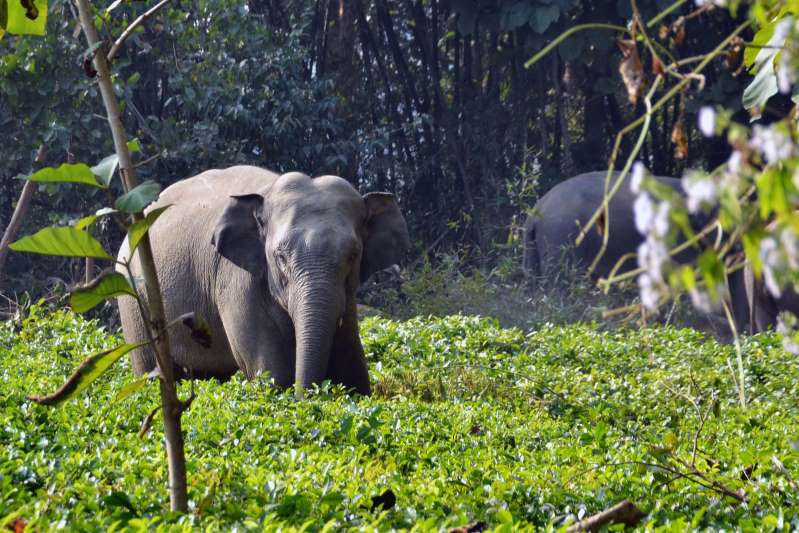 Người và voi tranh giành đất sống tại Ấn Độ