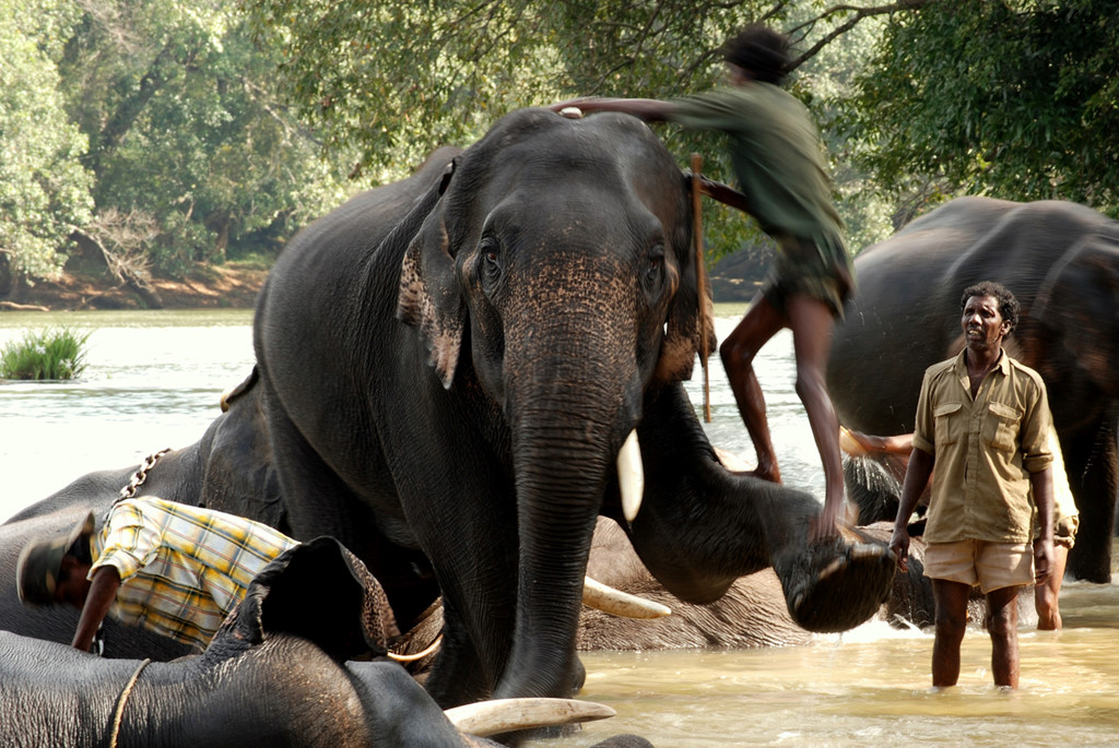 Người và voi tranh giành đất sống tại Ấn Độ