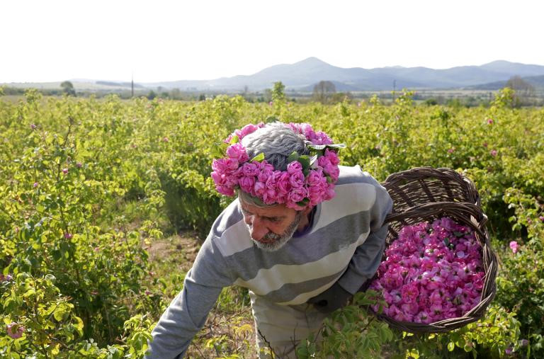 Thung lũng hoa hồng thơ mộng giữa núi đồi Bulgaria