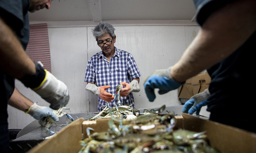Ông Thế Nguyễn, 61 tuổi, làm việc tại cơ sở kinh doanh đánh bắt và chế biến cua xanh ở thị trấn Seadrift, bang Texas, Mỹ. Ảnh: NPR.
